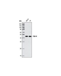 Cell Signaling Oct-4 (V241) Antibody