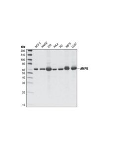 Cell Signaling Ampkalpha (F6) Mouse mAb