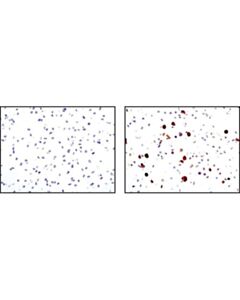 Cell Signaling Scd1 (C12h5) Rabbit mAb