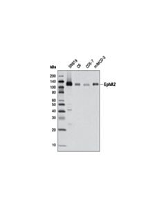 Cell Signaling Epha2 (D4a2) Xp ® Rabbit mAb (BSA And Azide Free)