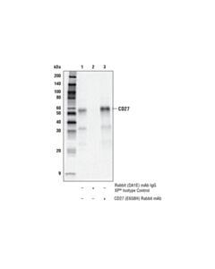 Cell Signaling Cd27 (E6s8h) Rabbit mAb