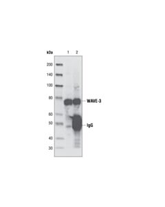 Cell Signaling Wave-3 Antibody