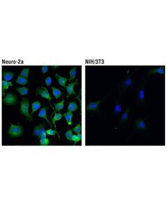 Cell Signaling Complexin-1/2 (D8a6e) Rabbit mAb