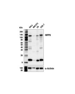 Cell Signaling MPP8 (F4Z4O) Rabbit mAb 100 uL