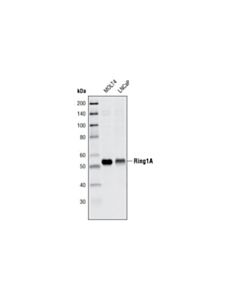 Cell Signaling Ring1a Antibody