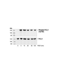 Cell Signaling Phospho-Plcgamma1 (Tyr783) Antibody
