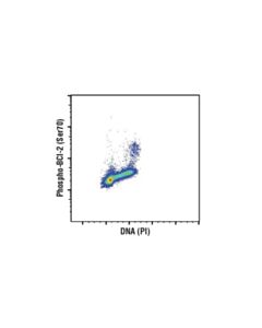 Cell Signaling Phospho-Bcl-2 (Ser70) (5h2) Rabbit mAb