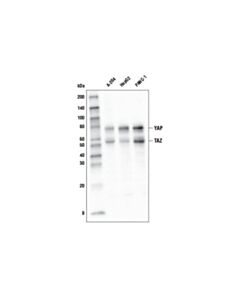 Cell Signaling Yap/Taz (D24e4) Rabbit mAb (Hrp Conjugate)