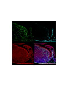 Cell Signaling Col1a1 (E8f4l) Xp Rabbit mAb (Alexa Fluor 488 Conjugate)