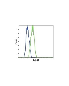 Cell Signaling Oct-4a (C30a3) Rabbit mAb
