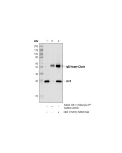 Cell Signaling Cdc2 (E1z6r) Rabbit mAb