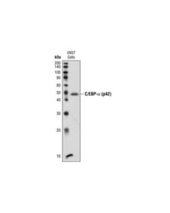 Cell Signaling C/Ebpalpha (P42) Antibody