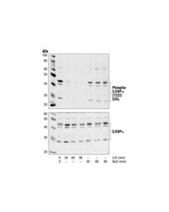 Cell Signaling Phospho-C/Ebpalpha (Thr222/226) Antibody