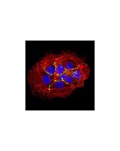 Cell Signaling Zo-2 Antibody