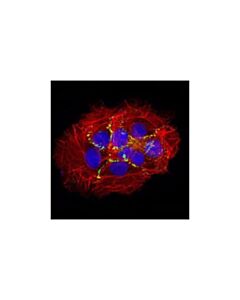 Cell Signaling Zo-2 Antibody