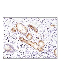 Cell Signaling Claudin-2 (E1h9o) Rabbit mAb (Ihc Formulated)