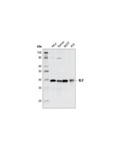 Cell Signaling Xlf Antibody