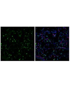 Cell Signaling Scd1 (C12h5) Rabbit mAb (Alexa Fluor ® 488 Conjugate)