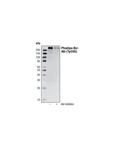 Cell Signaling Phospho-C-Abl (Tyr245) Antibody
