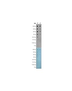 Cell Signaling 5-Methylcytosine (5-Mc) (D3s2z) Rabbit mAb
