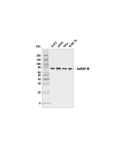 Cell Signaling Hnrnp M Antibody