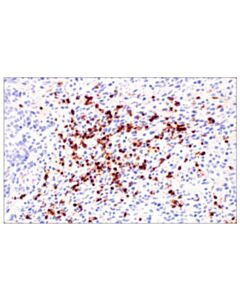 Cell Signaling Cd177 (E1v7n) Rabbit mAb