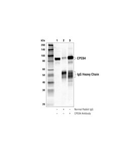 Cell Signaling Cpeb4 Antibody