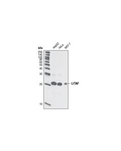 Cell Signaling Litaf Antibody