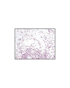 Cell Signaling Foxo1 (C29h4) Rabbit mAb