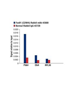 Cell Signaling Foxo1 (C29h4) Rabbit mAb