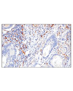 Cell Signaling Csf-1r/M-Csf-R (E4t8z) Rabbit mAb