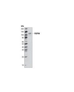 Cell Signaling Fgf Receptor 4 Antibody