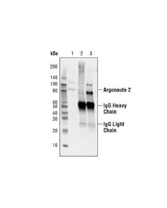 Cell Signaling Argonaute 2 (C34c6) Rabbit mAb