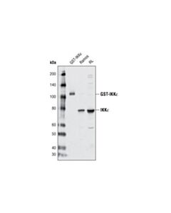 Cell Signaling Ikkepsilon (D20g4) Rabbit mAb