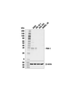 Cell Signaling Pim-1 Antibody