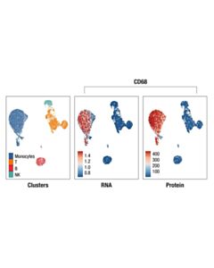 Cell Signaling CD68 (D4B9C) XP Rabbit mAb (InTraSeq 3 Conjugate 3012) 25 uL