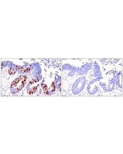 Cell Signaling Cyclin A2 (E6d1j) Rabbit mAb (BSA And Azide Free)