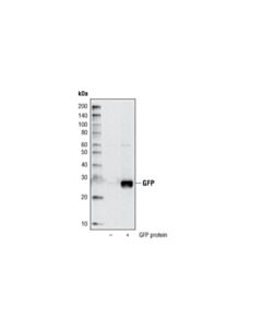 Cell Signaling Gfp (D5.1) Rabbit mAb (Biotinylated)