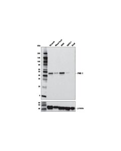 Cell Signaling Pme-1 (8a6-F8) Mouse mAb