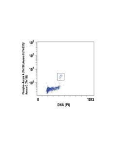 Cell Signaling Phospho-Aurora A (Thr288)/Aurora B (Thr232)/Aurora C (Thr198) (D13a11) Xp Rabbit mAb