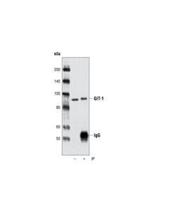 Cell Signaling Git-1 Antibody