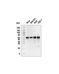 Cell Signaling Akt (Pan) (40d4) Mouse mAb