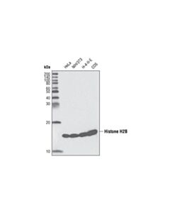 Cell Signaling Histone H2B (53H3) Mouse mAb 20 uL