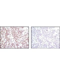 Cell Signaling Histone H4 (L64c1) Mouse mAb