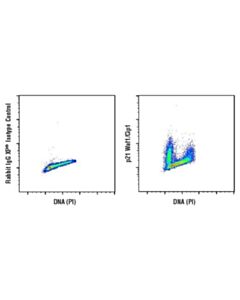 Cell Signaling P21 Waf1/Cip1 (12d1) Rabbit mAb