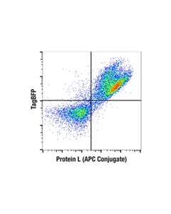 Cell Signaling Protein L (APC Conjugate)