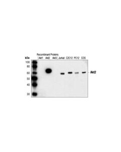 Cell Signaling Akt2 (5b5) Rabbit mAb