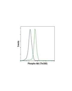 Cell Signaling Phospho-Akt (Thr308) (C31e5e) Rabbit mAb