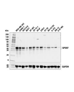 Cell Signaling SPDEF (F9M9S) Rabbit mAb 100 uL