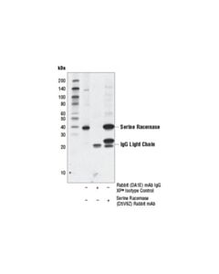Cell Signaling Serine Racemase (D5v9z) Rabbit mAb